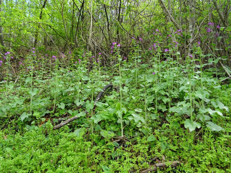 Lunaria annua - Brassicaceae